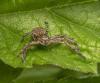 Xysticus sp.